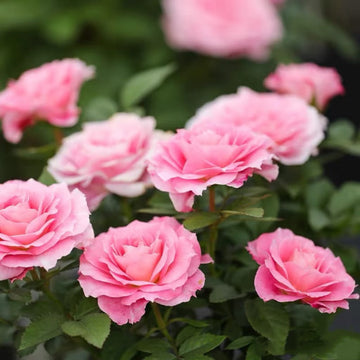 Neptune King Terrazza | Container Friendly, Excellent Disease Resistance, Own Root/Non-grafted