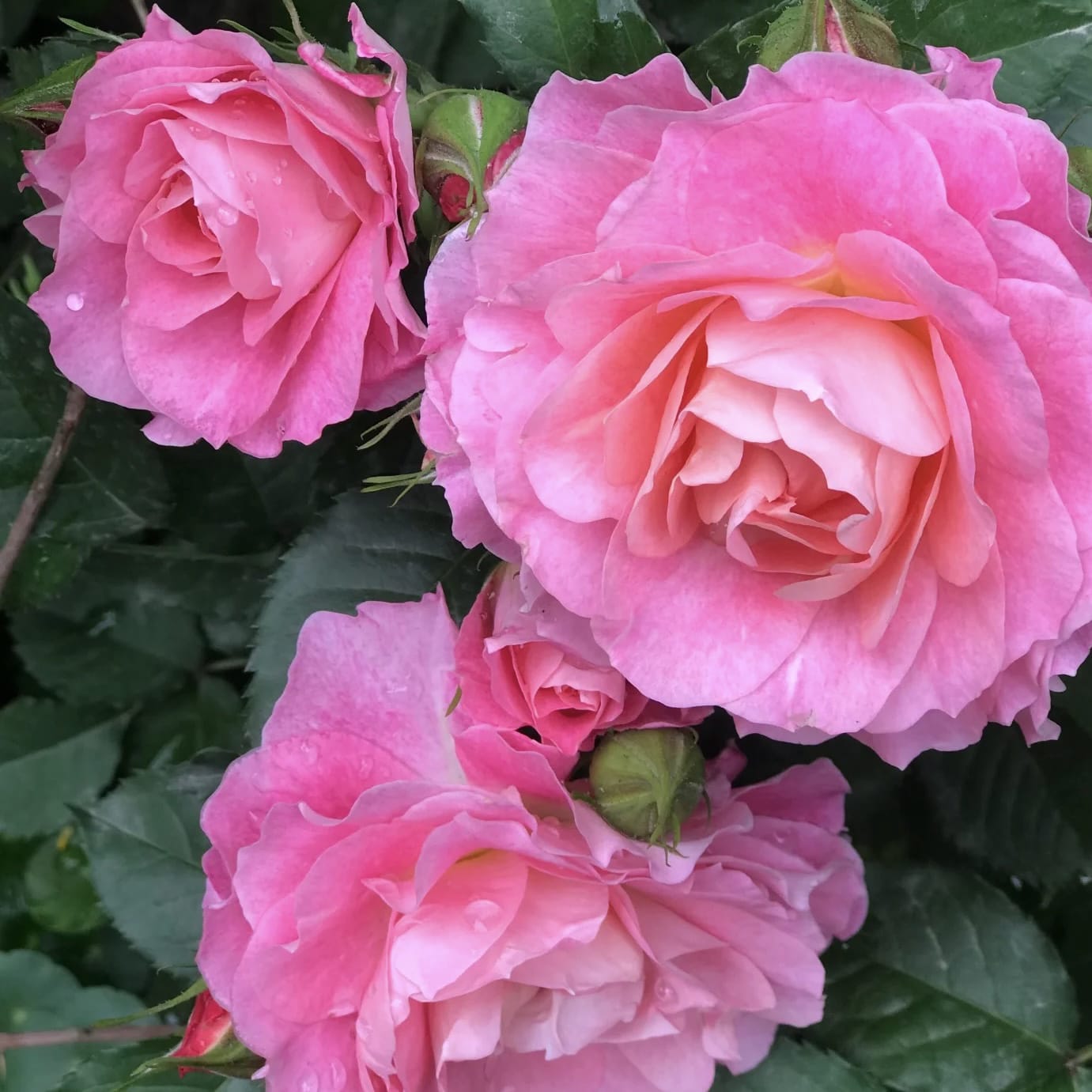 Neptune King Terrazza | Container Friendly, Excellent Disease Resistance, Own Root/Non-grafted