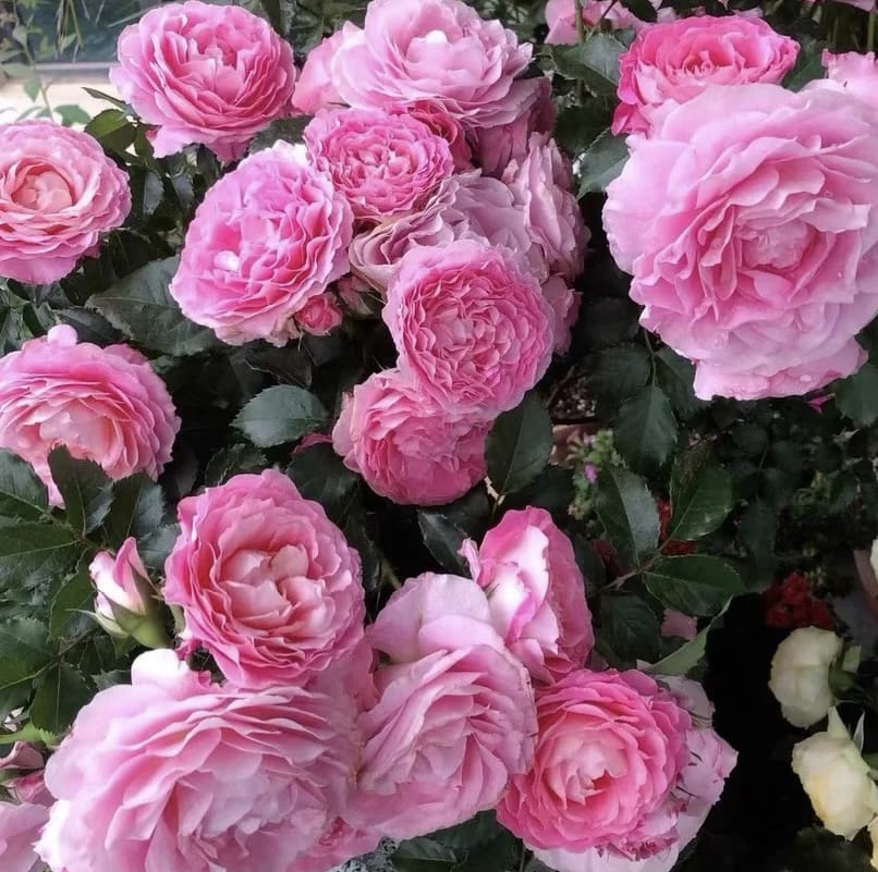 Neptune King Terrazza | Container Friendly, Excellent Disease Resistance, Own Root/Non-grafted