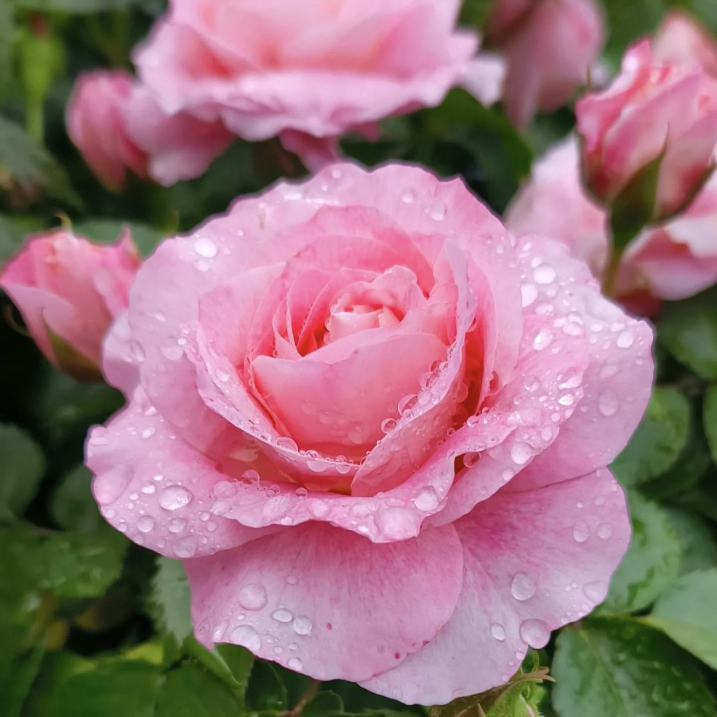 Neptune King Terrazza | Container Friendly, Excellent Disease Resistance, Own Root/Non-grafted