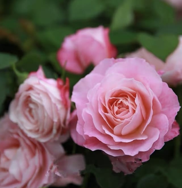 Neptune King Terrazza | Container Friendly, Excellent Disease Resistance, Own Root/Non-grafted