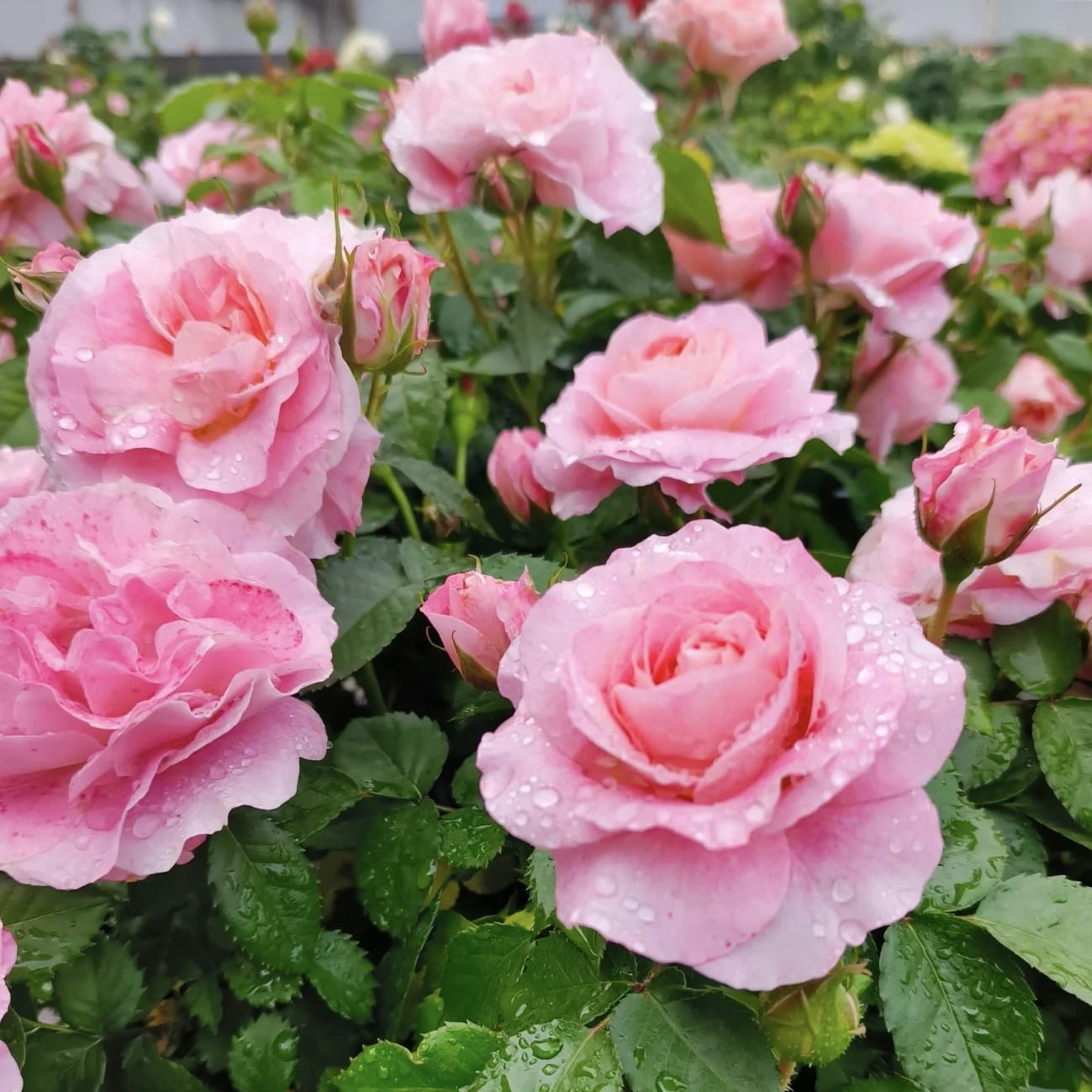 Neptune King Terrazza | Container Friendly, Excellent Disease Resistance, Own Root/Non-grafted