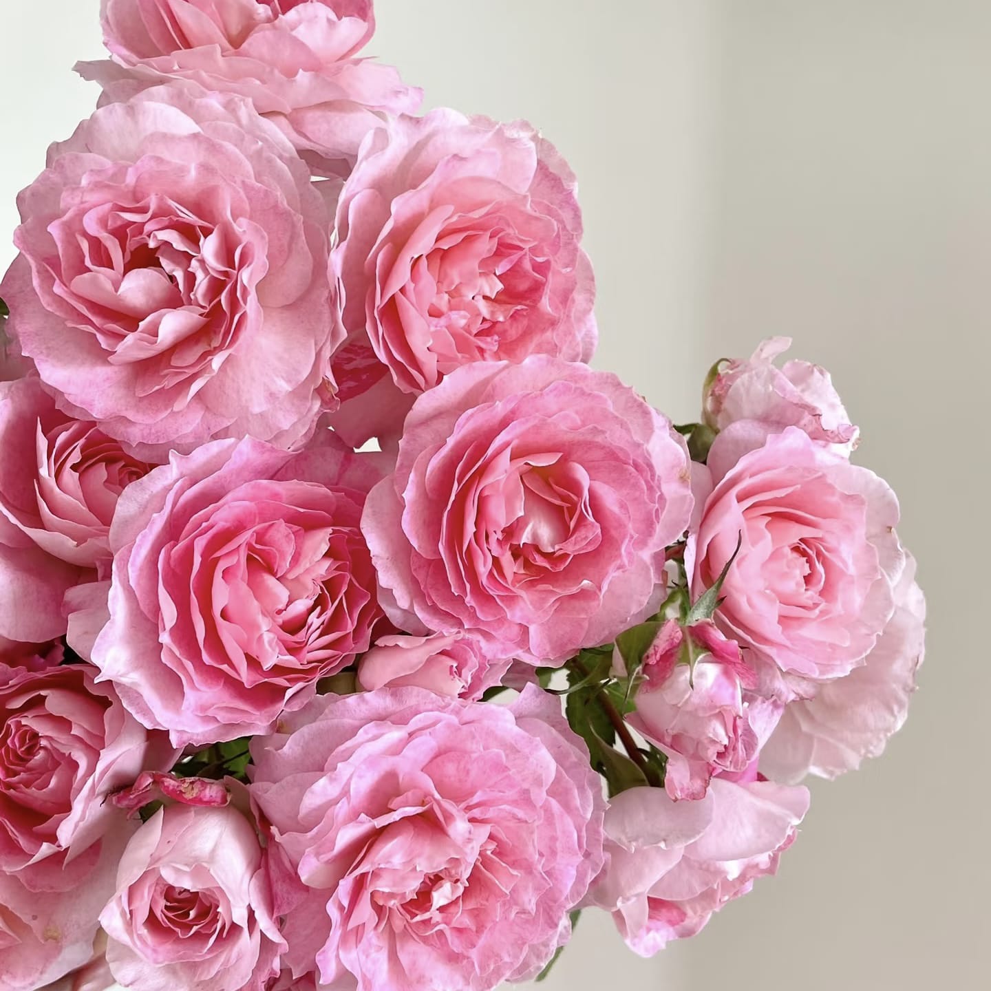 Neptune King Terrazza | Container Friendly, Excellent Disease Resistance, Own Root/Non-grafted