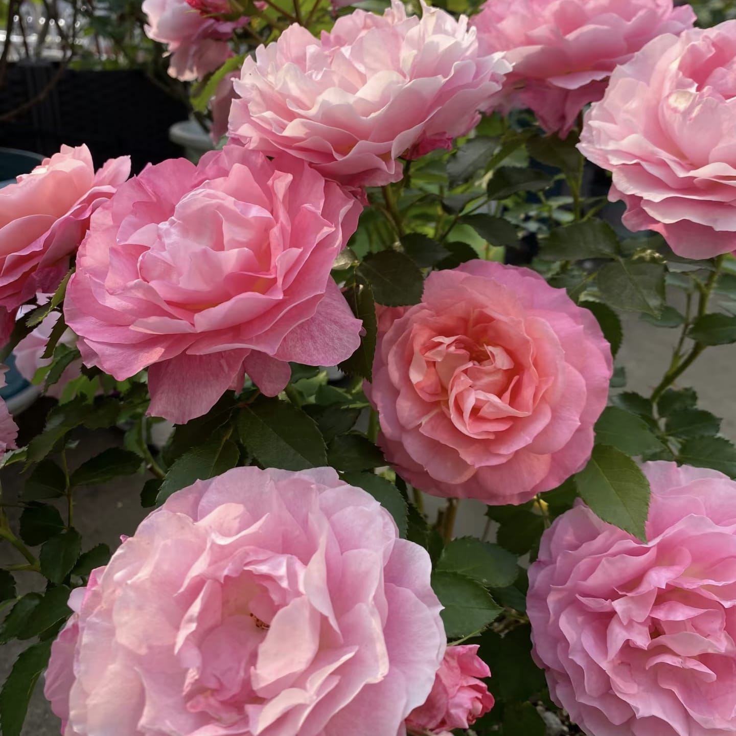 Neptune King Terrazza | Container Friendly, Excellent Disease Resistance, Own Root/Non-grafted