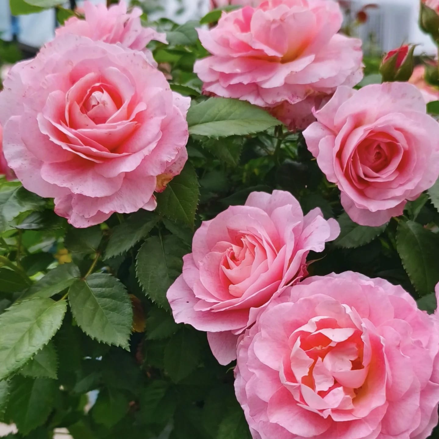 Neptune King Terrazza | Container Friendly, Excellent Disease Resistance, Own Root/Non-grafted
